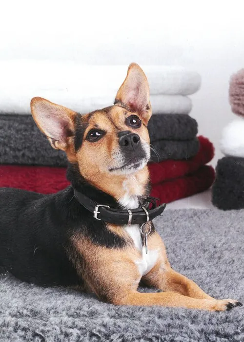 A dog resting on Jackson Textiles veterinary bedding